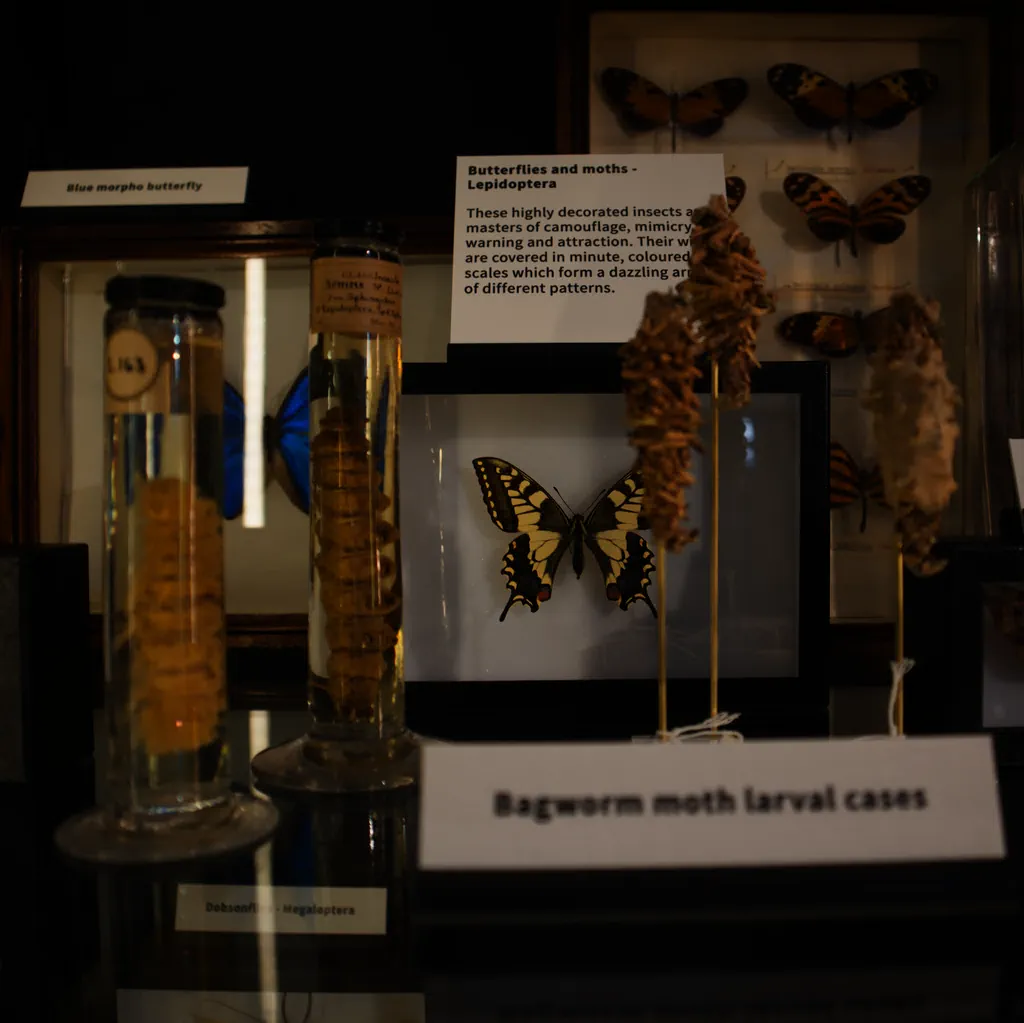 londyn-wpis-turysta-grant-museum-of-zoology-motyl