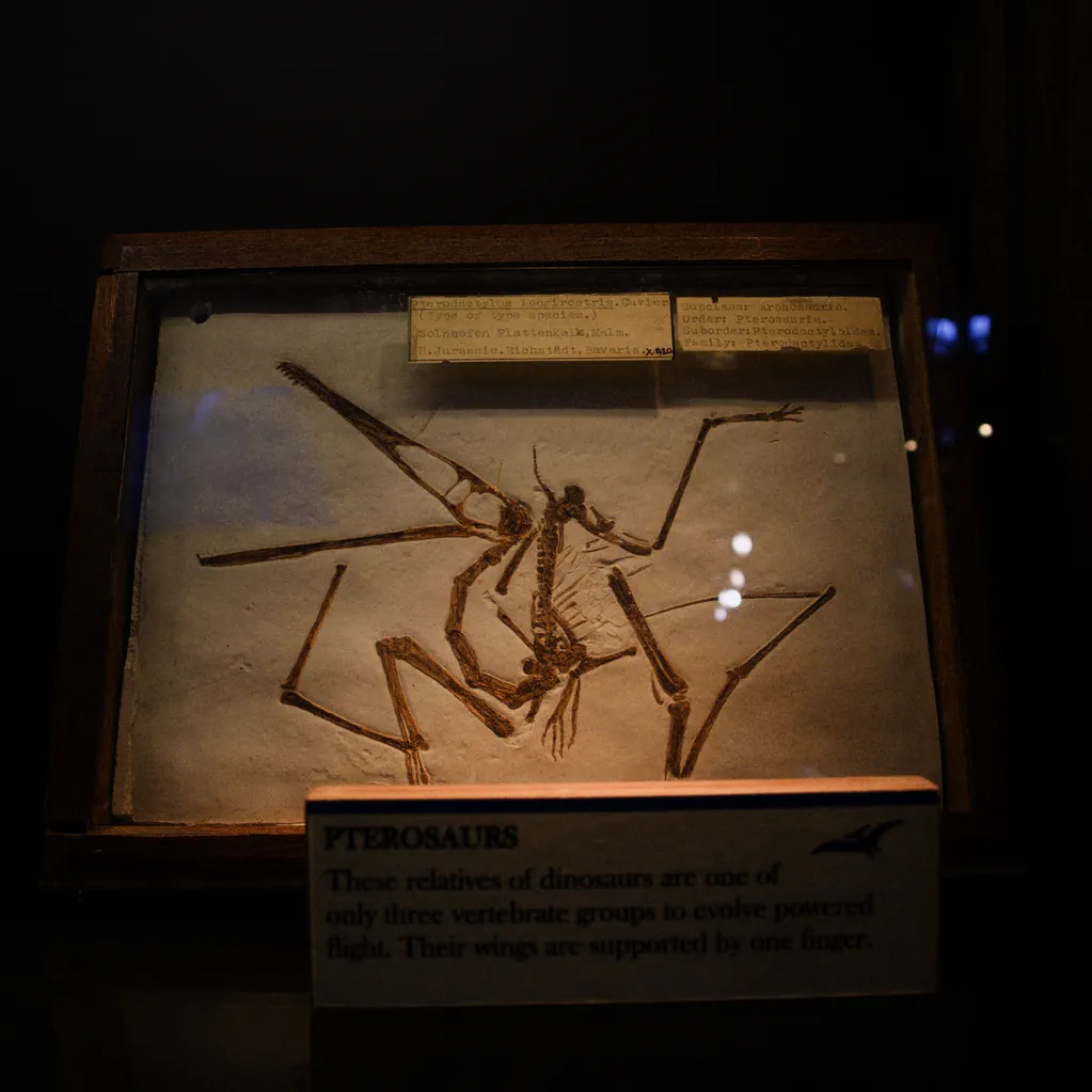 londyn-wpis-turysta-grant-museum-of-zoology-pterosaurs