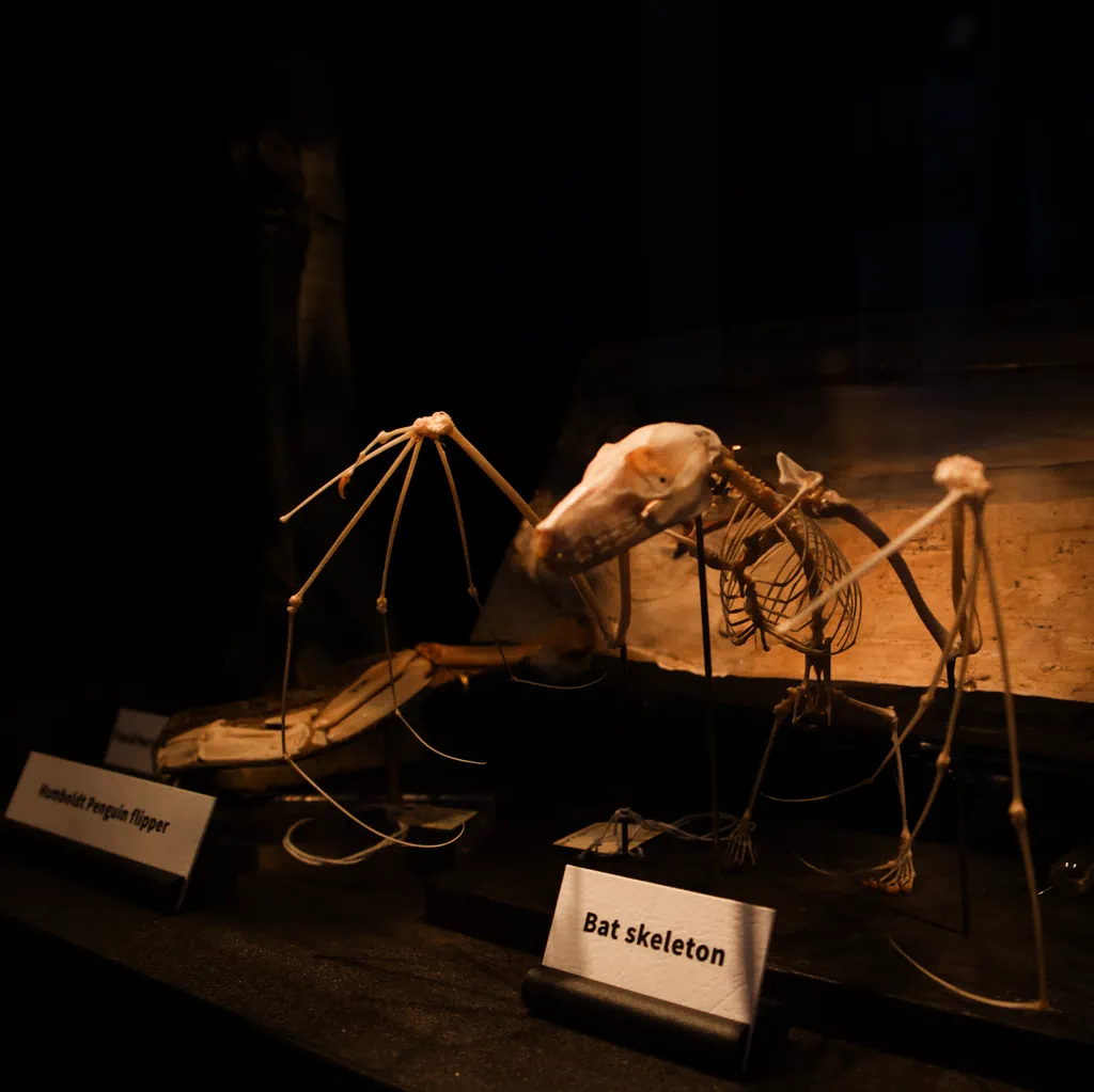 londyn-wpis-turysta-grant-museum-of-zoology-szkielet-nietoperza